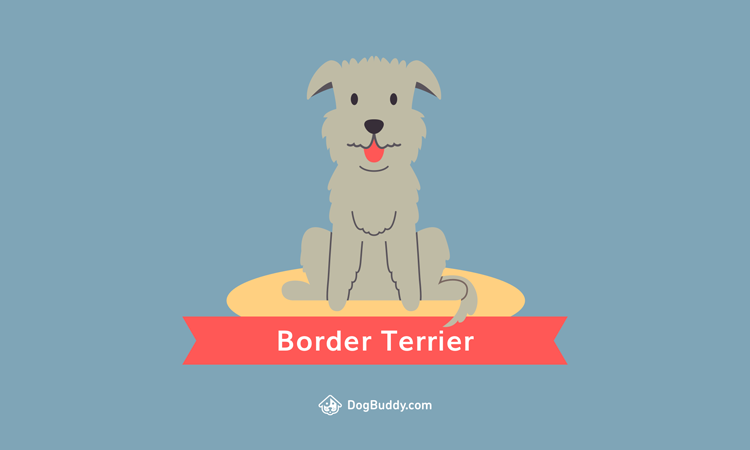 border-terrier-desktop-blog-image