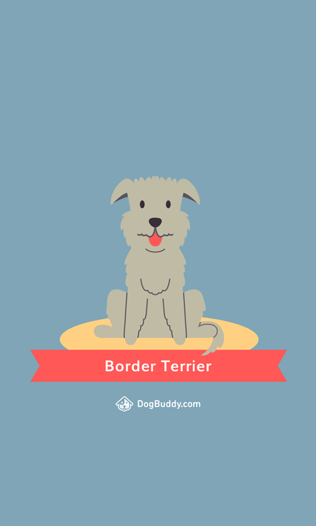 border-terrier-mobile-blog-image