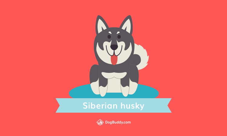 desktop-wallpaper-siberian-husky-blog-image-se