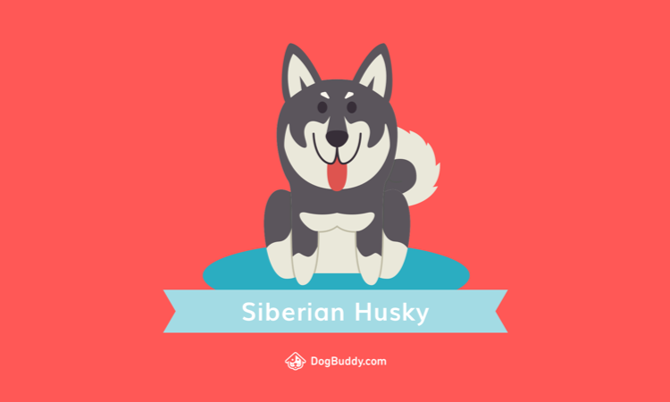 desktop-wallpaper-siberian-husky-blog-image-uk