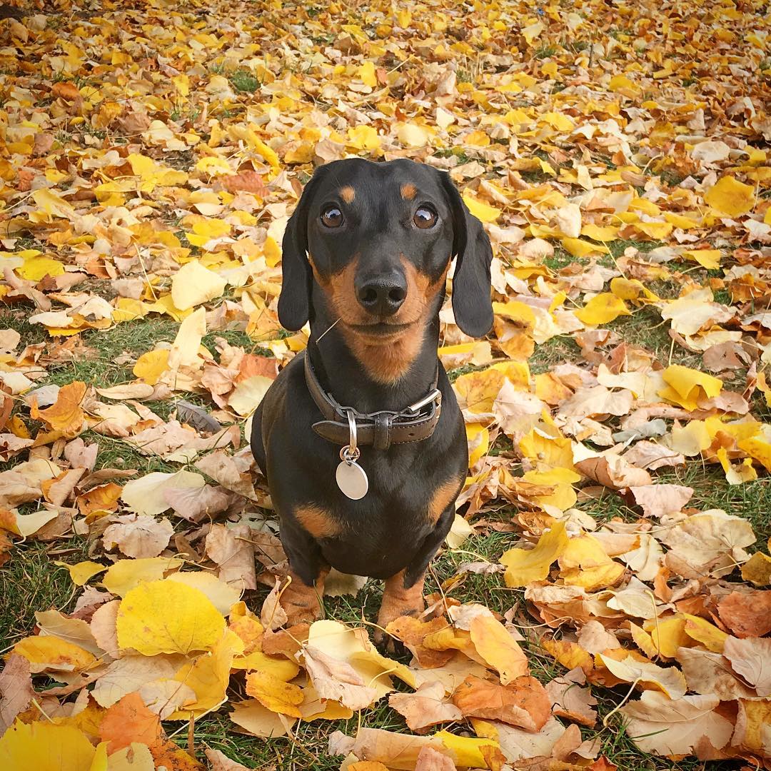 15 snaps to prove Monty the Mini Dachshund is the most dashing dog -  DogBuddy Blog