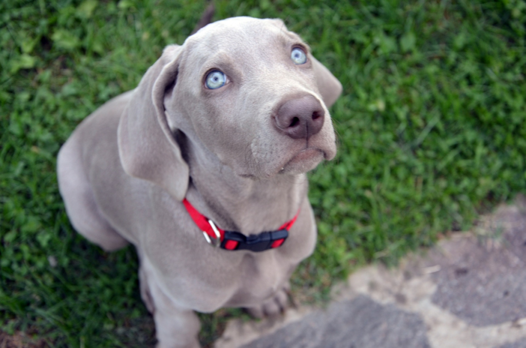 puppy-dog-eyes-2