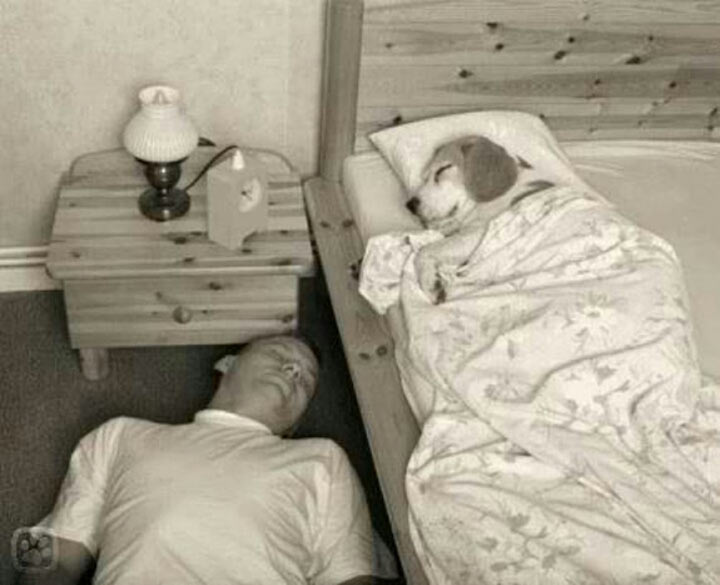 cane ruba il letto al suo umano