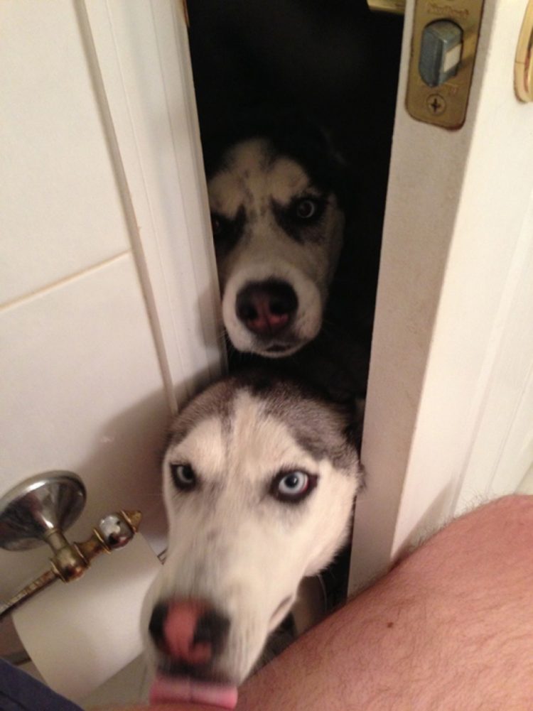 cani entrano in bagno 