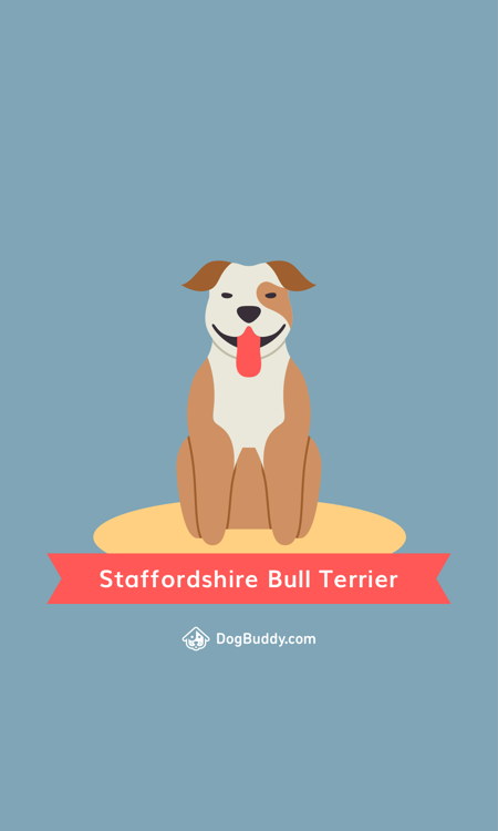 staffordshire-bull-terrier-mobile-wallpaper-blog-image-uk