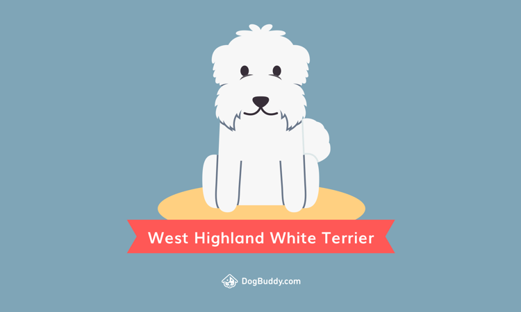 west-highland-white-terrier-desktop-wallpaper-uk-blog-image