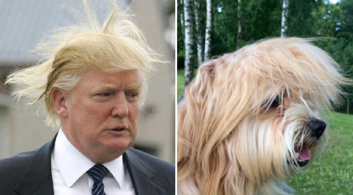 Дональд трамп прическа сравнение с животными