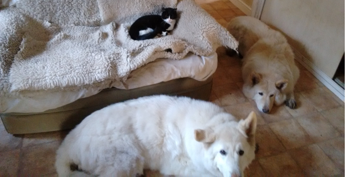 12 perros que quieren desesperadamente subir al sofá - DogBuddy Blog