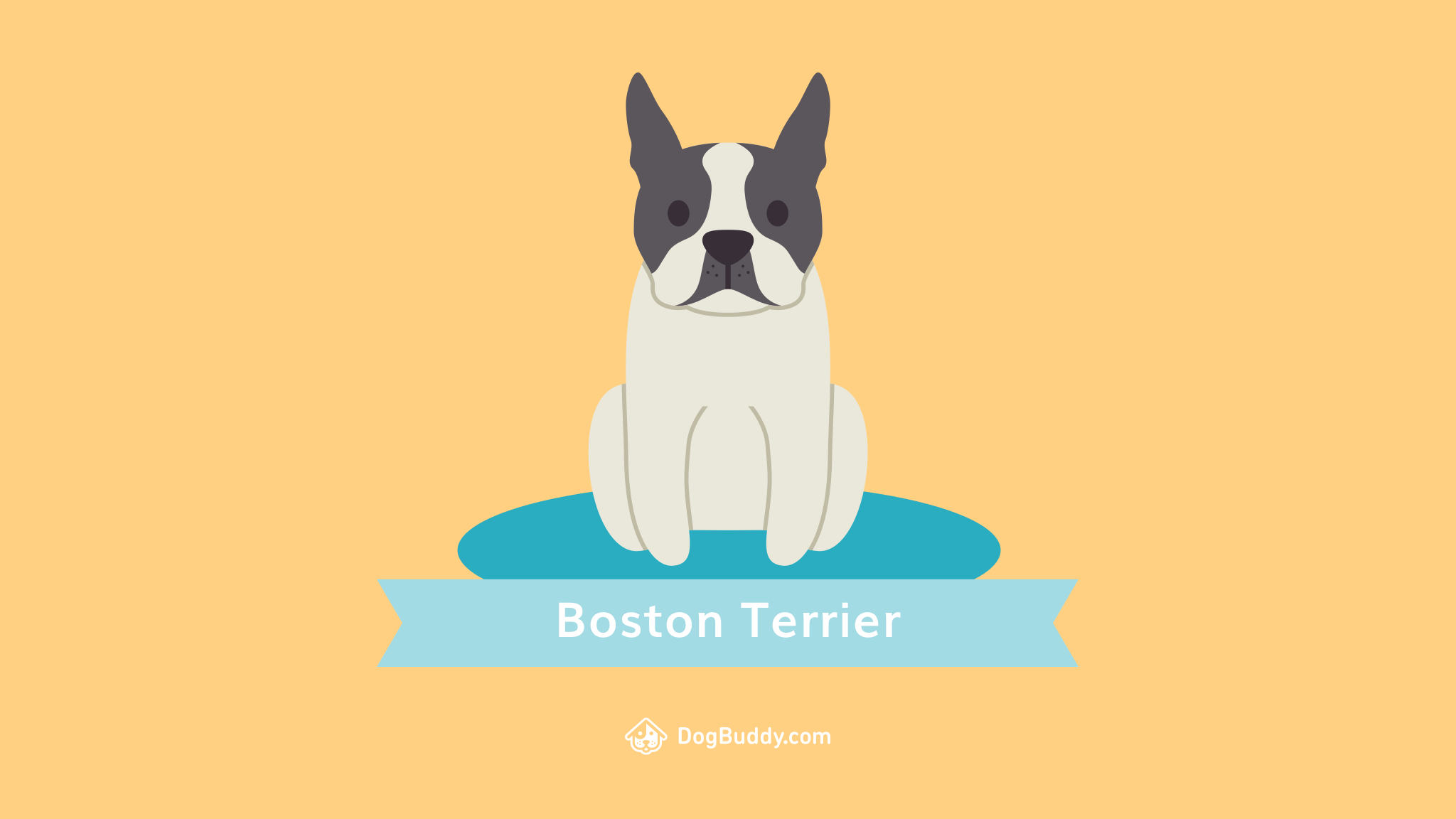 Boston Terrier Wallpaper