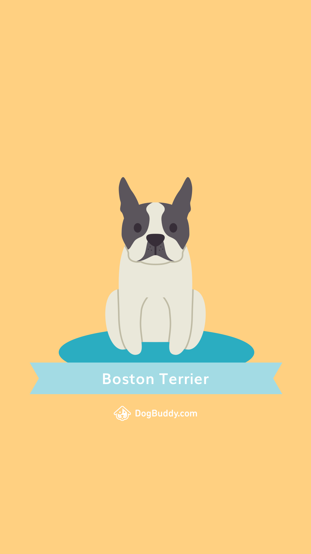Guaufondo de pantalla: boston terrier - DogBuddy Blog