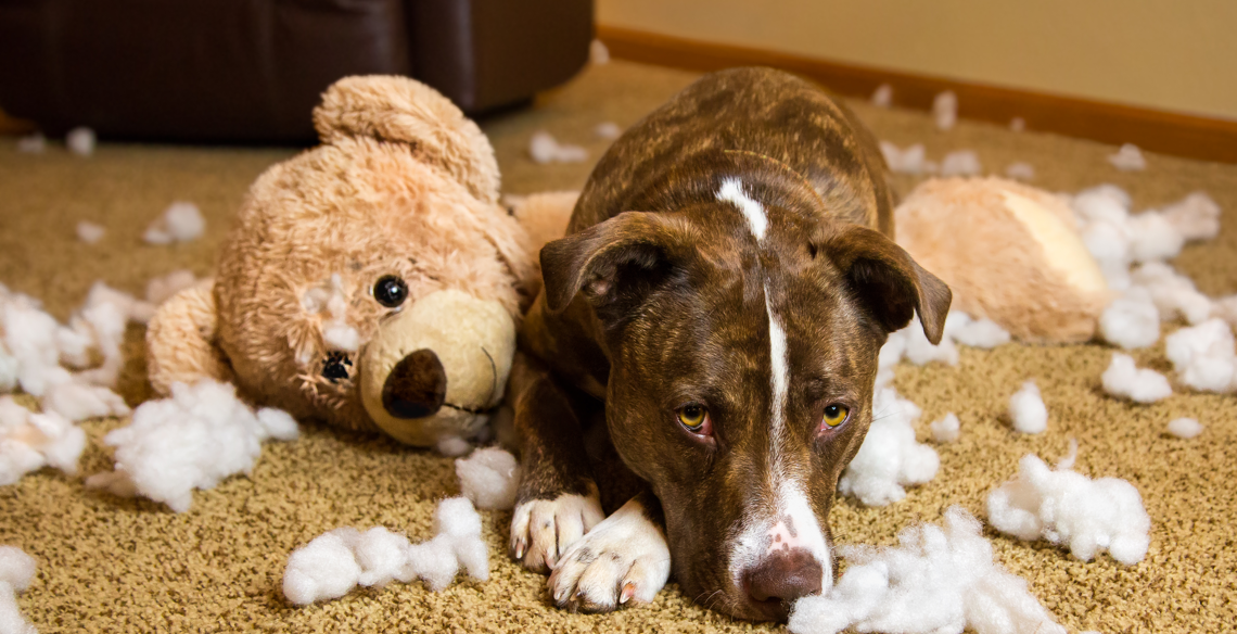 Animals treated