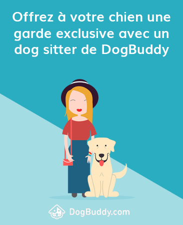 treat your dog to 1-1 care with a DogBuddy sitter
