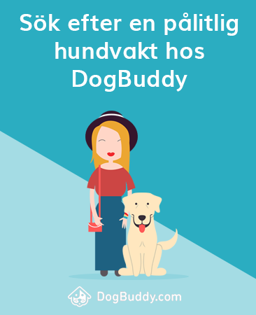 treat your dog to 1-1 care with a DogBuddy sitter