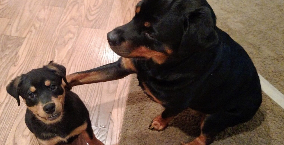 are rottweilers jealous dogs