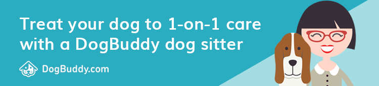 Find your perfect dog sitter with DogBuddy