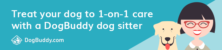 Find your perfect dog sitter with DogBuddy