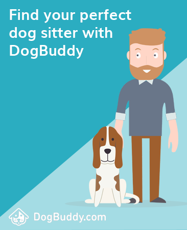 find your perfect dog sitter with DogBuddy