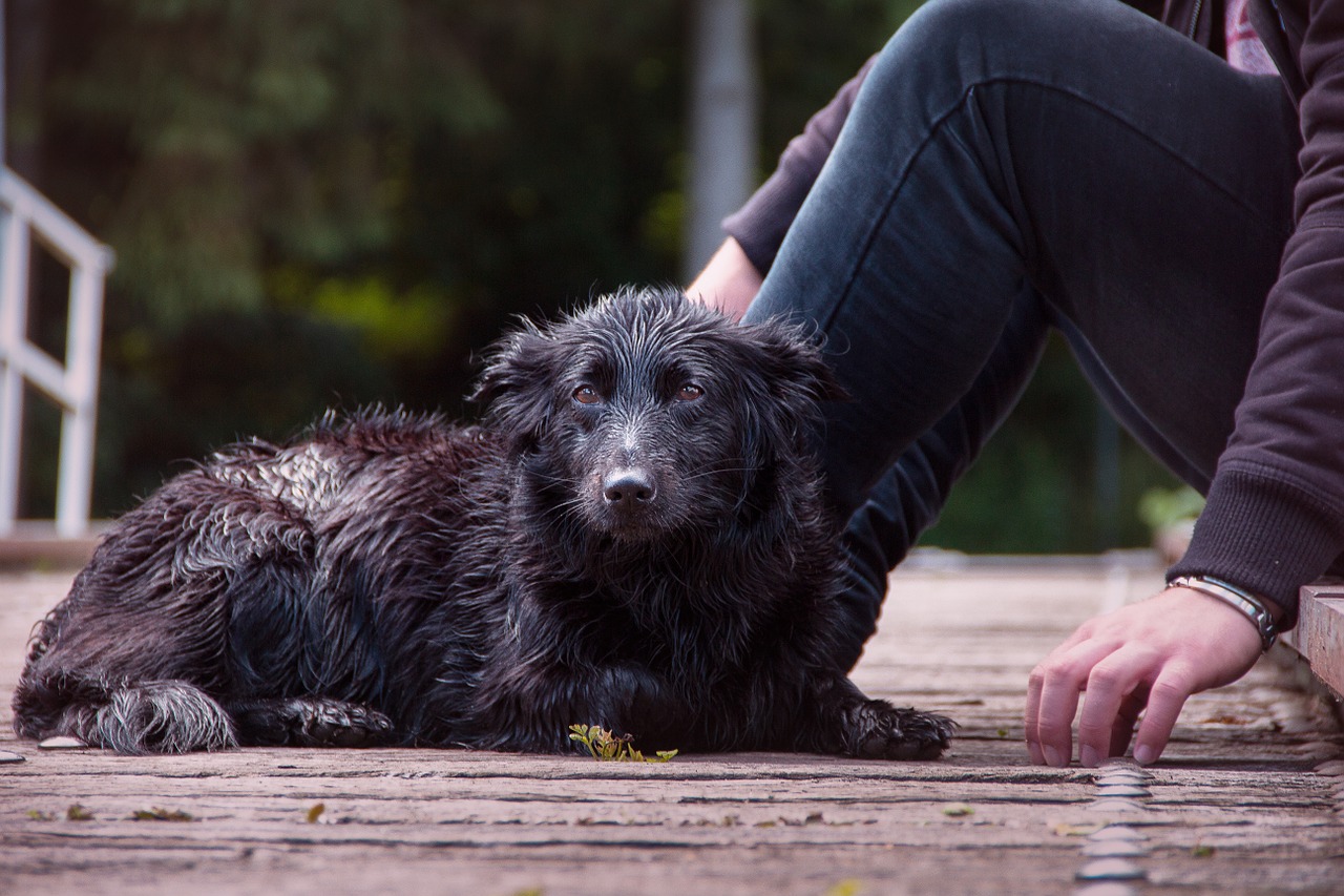 Comment lutter contre l'odeur de chien mouillé ? - DogBuddy Blog