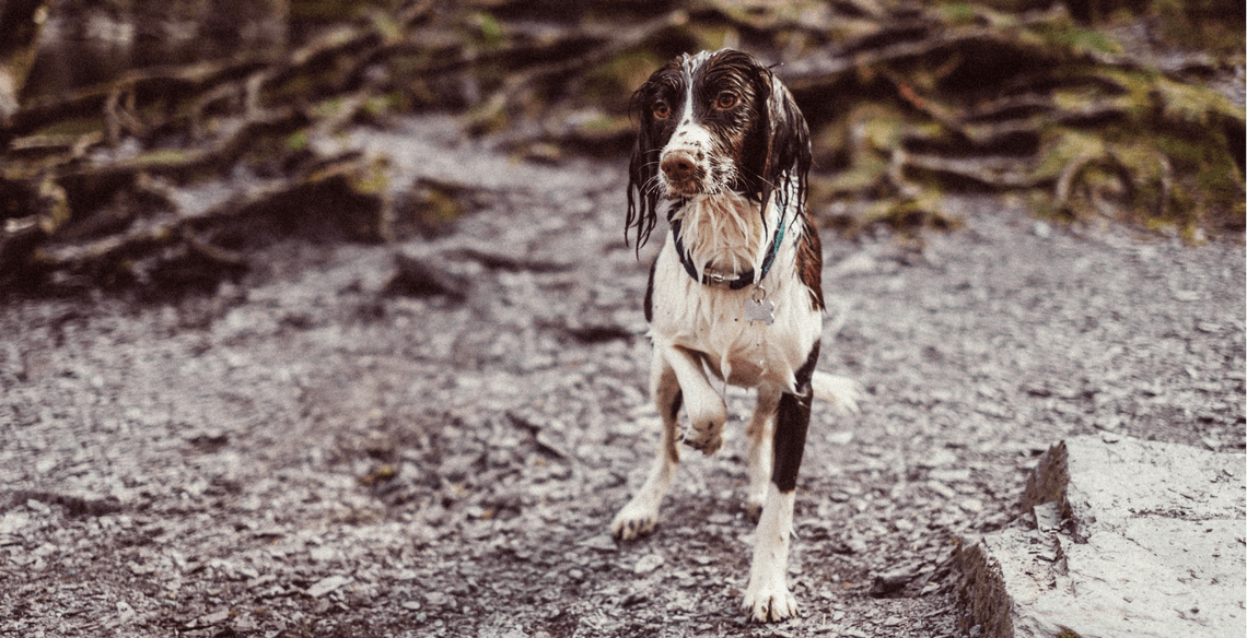 is alabama rot contagious to other dogs