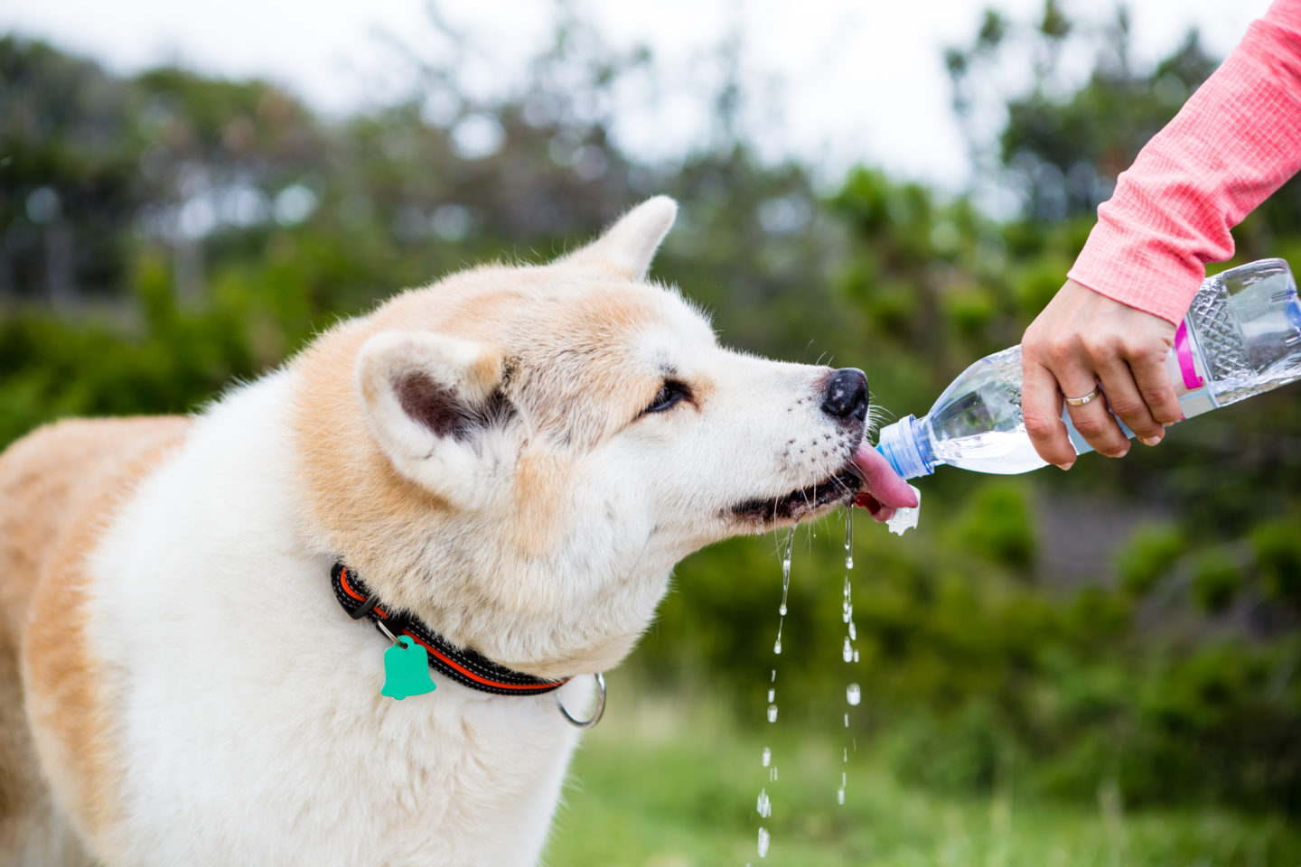 Bol d'eau portable pour chien - ABC chiens