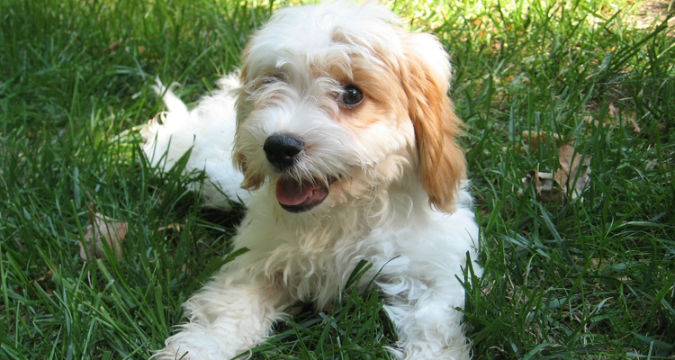 Cavapoos are an adorable mix of Poodle and Cavalier King Charles Spaniels