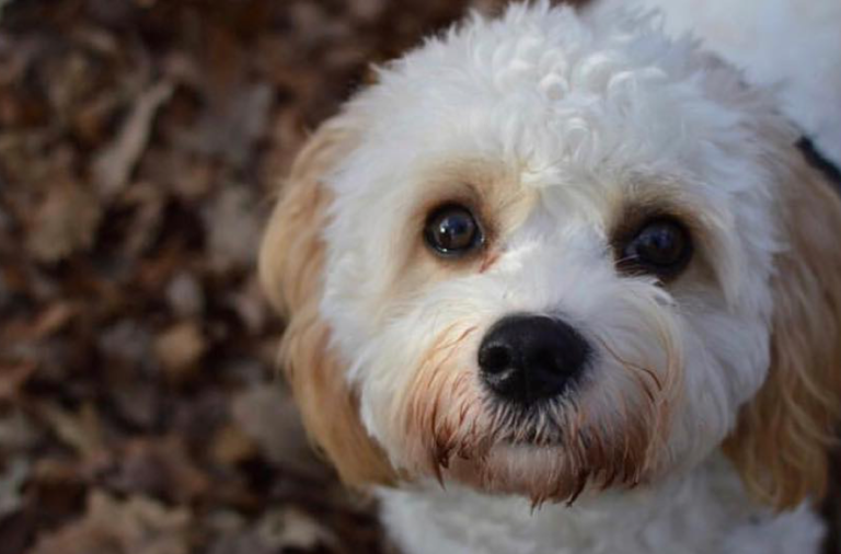 The Cavapoo is one of the UK's most popular designer dog breeds
