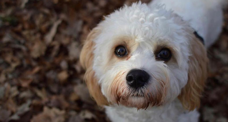 Picture of a very cute Cavachon, a mix of Cavalier Spaniel and a Bichon Frise.