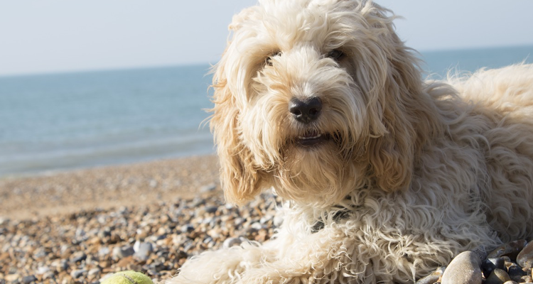 The Cockerpoo is one of the UK's most popular designer dog breeds
