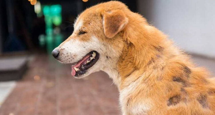 Dog with patches of fur missing from his coat