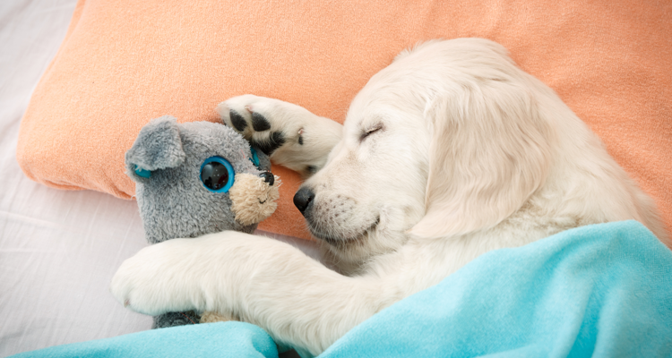 Labrador puppy asleep under a rug cuddling a stuffed toy
