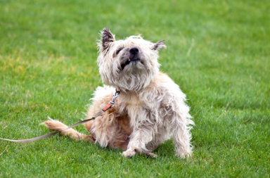 A Terrier type dog sitting on grass and sratching