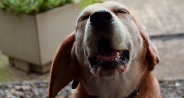 A picture of a dog caught in the middle of a sneeze. 